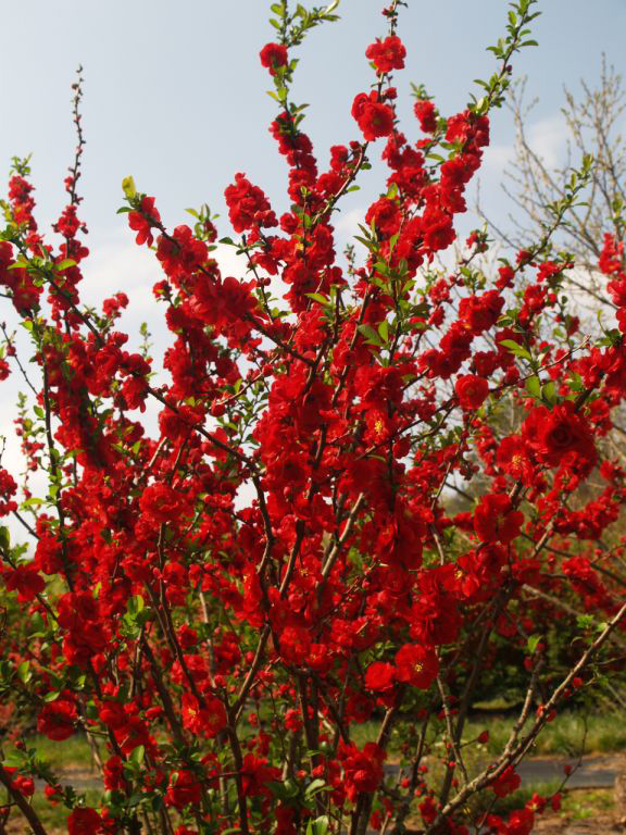 A bush with vibrant red blooms stands against a clear sky, resembling the striking Double Take Quinces. The branches are densely covered with flowers, and green leaves add contrast to the scene.