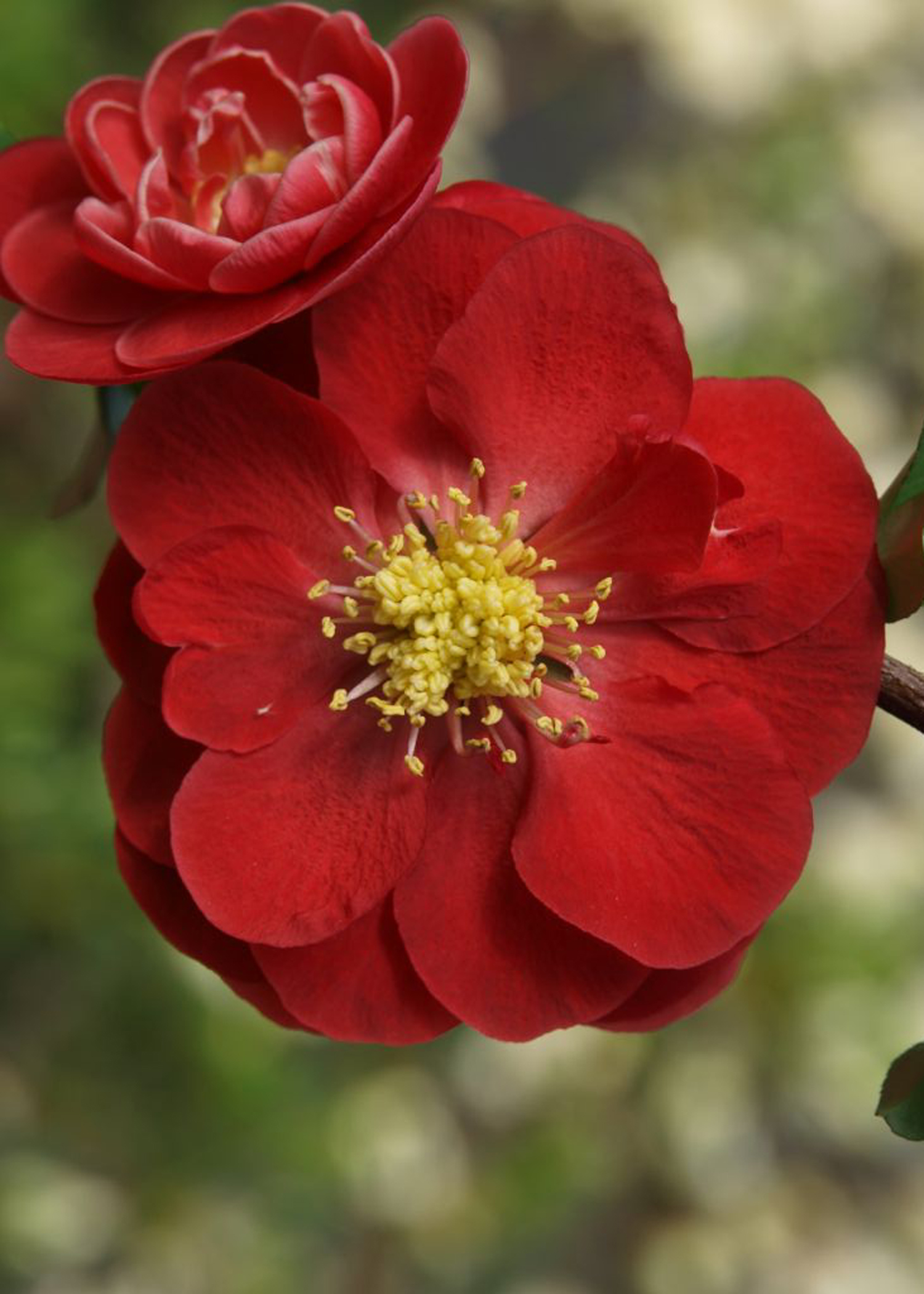 Close-up of vibrant red Double Take Quinces with layered petals and bright yellow centers, set against a blurred green and white background. The flowers appear lush and detailed, showcasing their delicate petal structure.