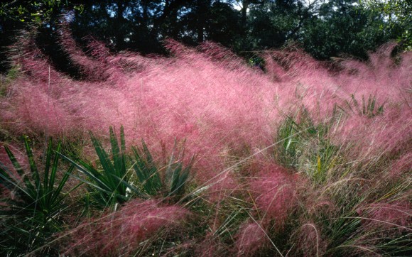 Muhlenbergia capillaris - Pink muhly grass