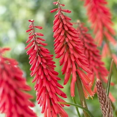 kniphofia - red rocket red hot poker