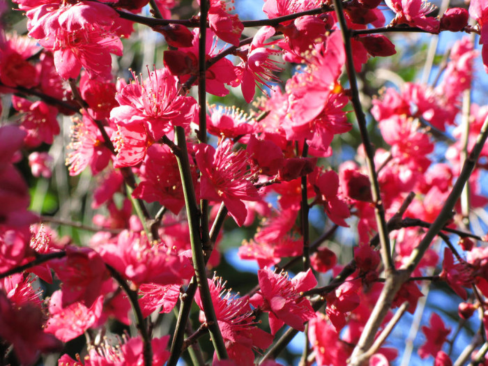 Chinese-Plum-Prunus-mume-FlickrTANAKAJuuyoh