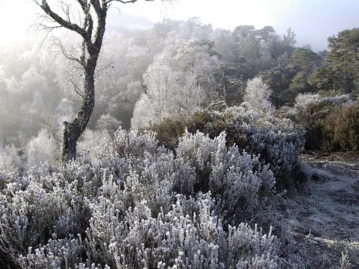 How to use Frost in Garden design - Heather and hoar frost at christmas time