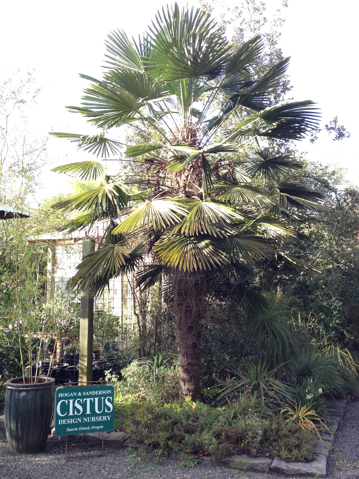 A palm tree in a cistus nursery garden.