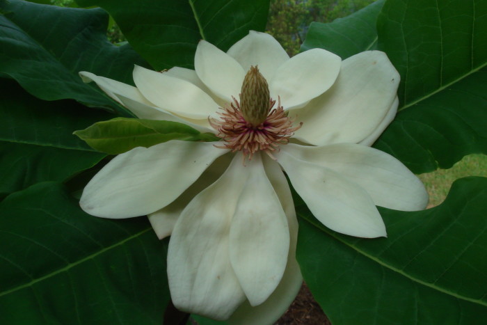magnolia ginter spicy white