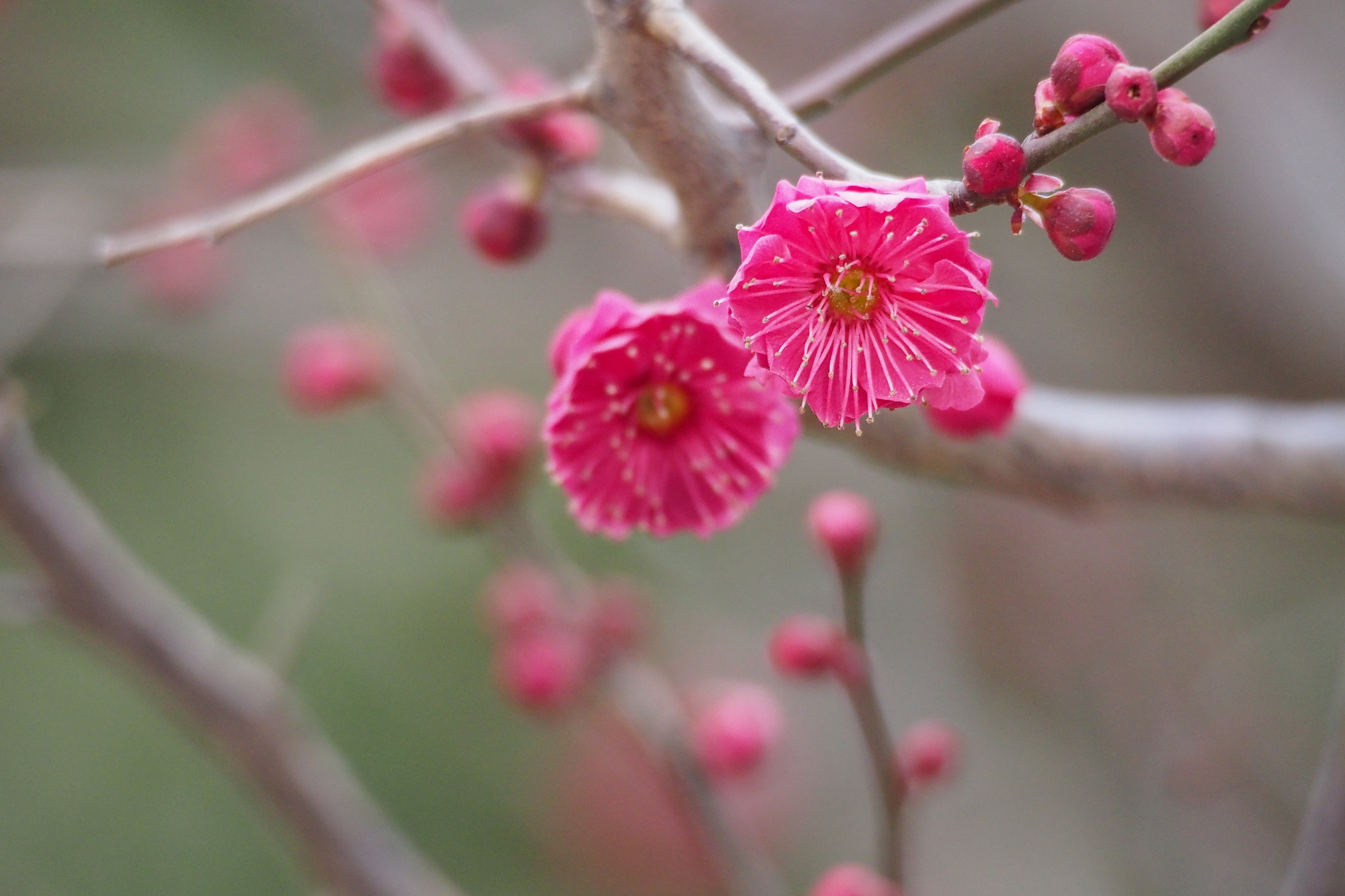 Close-up of vibrant pink plum blossoms and buds on a Japanese Flowering Apricot tree branch, with a blurred background of more branches and blossoms. The flowers are central to the image, evoking nostalgia with their delicate petals and intricate yellow stamens.