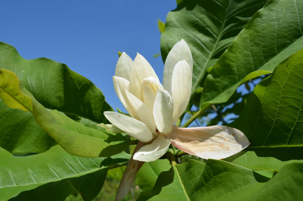 A close-up of a ginter magnolia flower with its white petals slightly curling at the edges, framed by large, glossy green leaves against a clear blue sky.