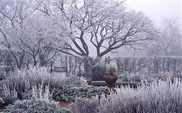 how to use frost in garden design - winter view of frosty garden