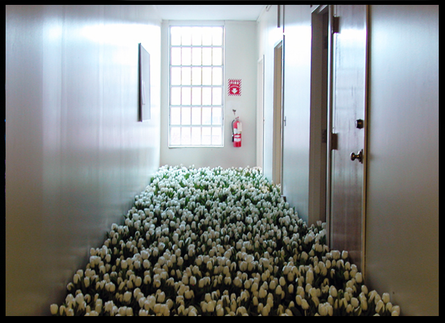 BLOOM-by-Anna-Schuleit-White-Tulips