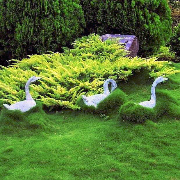 Sculptures of three white swans are set within vibrant, lush greenery in a garden. The swans appear to be 'swimming' through the foliage, which includes bright green plants and well-maintained grass, accented by a large stone and dense shrubs in the background.  korean no mow grass - zoysia tenuifolia