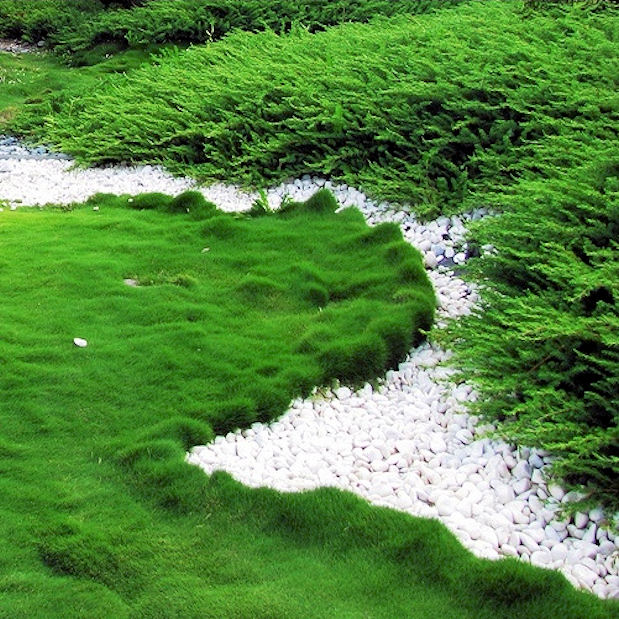 korean no mow grass - zoysia tenuifolia A lush garden features vibrant green grass interspersed with white pebbles. Curved borders of tightly trimmed shrubs create an elegant, flowing design, adding texture and depth to the scenic landscape.