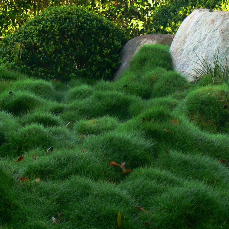 A lush green landscape with dense grass and small mounds. There are bushes in the background and a large, smooth rock partially covered by grass on the right side of the image. The area is dappled with light and shadow.