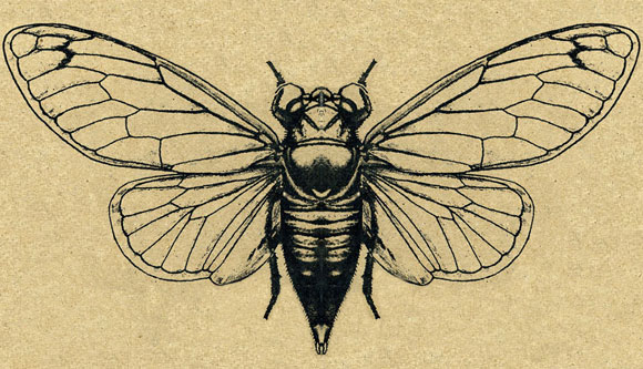 cicada songs http://www.cicadasongs.net/