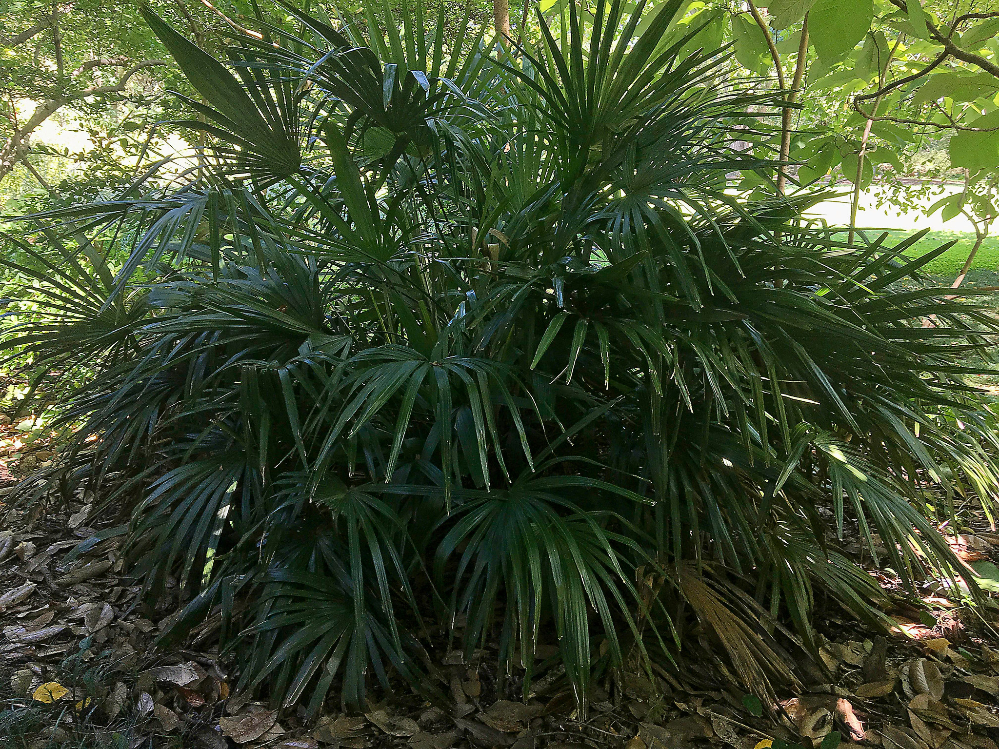 A dense cluster of green palm leaves under dappled sunlight, surrounded by fallen leaves, evokes a charming contrast reminiscent of tropical gardens far from New England's typical scenery.