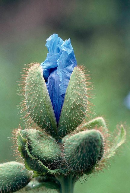Meconopsis opening