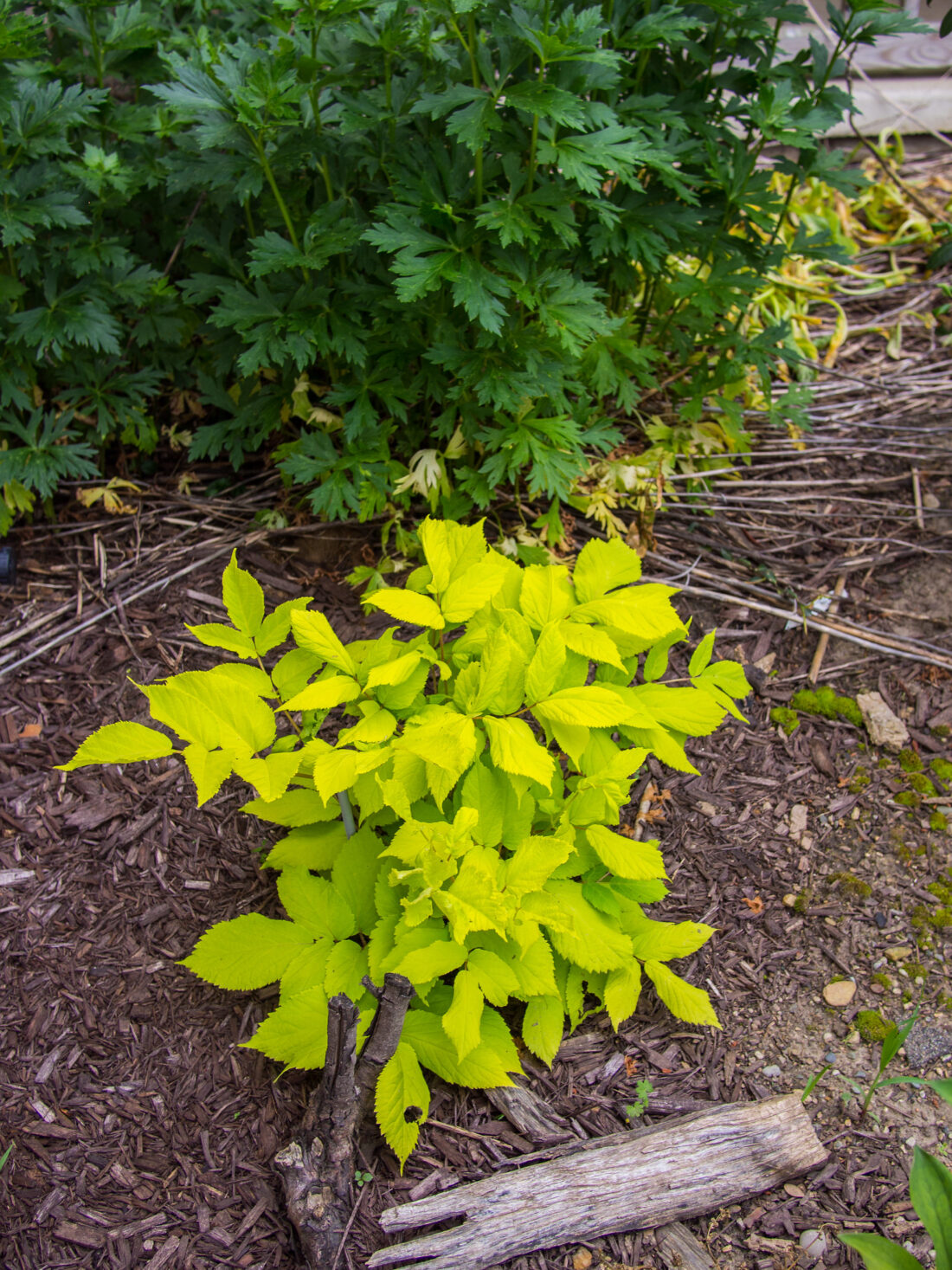 A small Sun King with bright yellow-green leaves grows in a garden bed surrounded by mulch and dried twigs. Behind it, another plant with dark green foliage is visible. The ground is a mix of soil, mulch, and scattered debris.