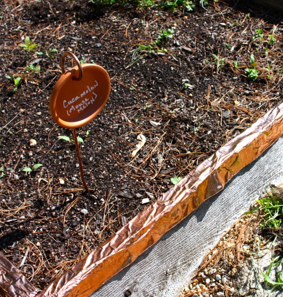 copper flashing on edges of garden beds. 