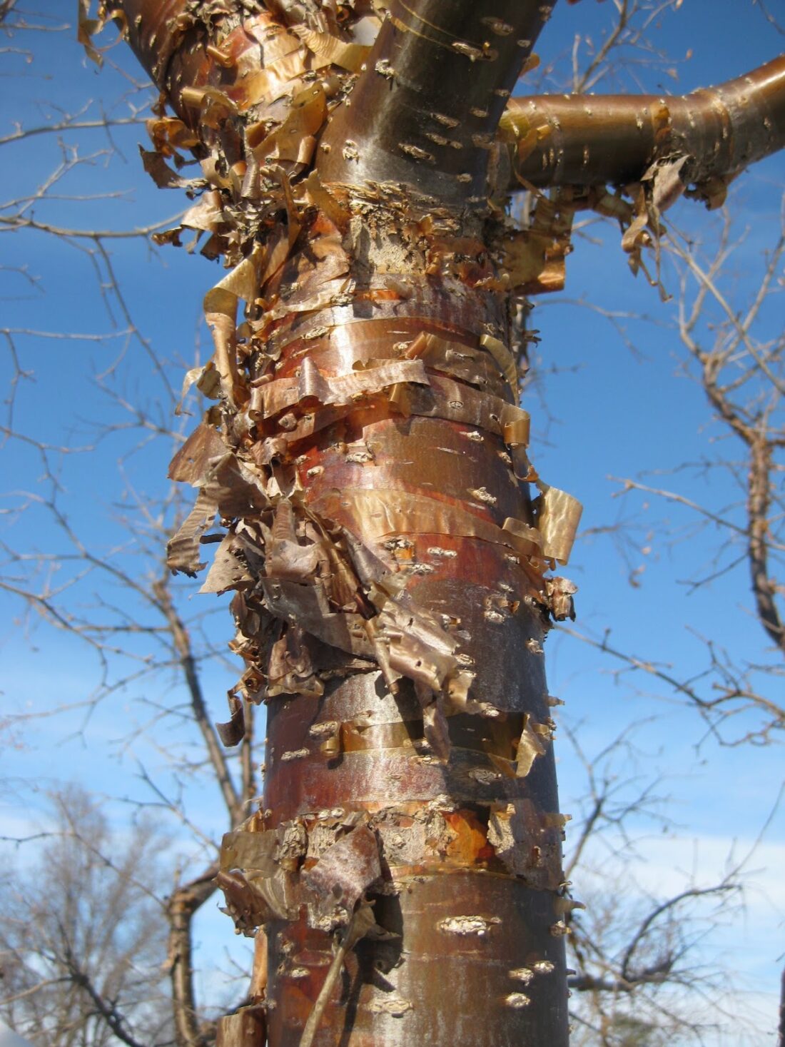 Close-up of a Peking tree trunk with shiny, peeling bark revealing smooth layers beneath. The bark curls outward in various places. Bare branches extend against a clear blue sky, suggesting a winter or early spring setting, reminiscent of lilacs poised to bloom soon.