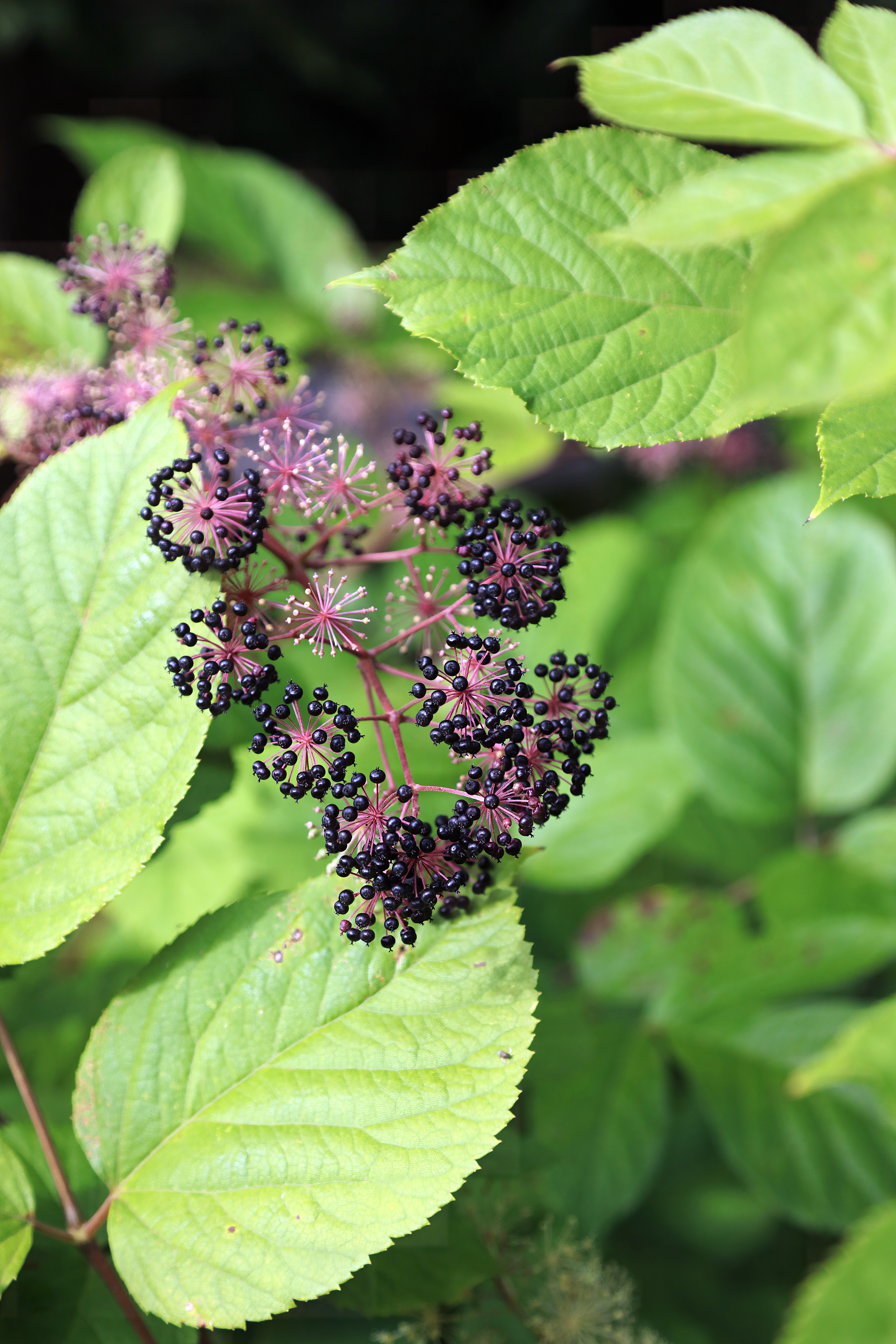 Close-up of a cluster of small, dark purple berries on thin stems, surrounded by large, bright green leaves of the Aralia cordata, also known as Sun King. The background is a mix of more leaves and shadows, giving a lush, natural appearance to this captivating plant scene.