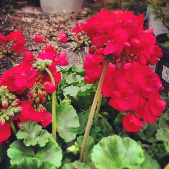 red geraniums by reochelle greayer at www.pithandvigor.com