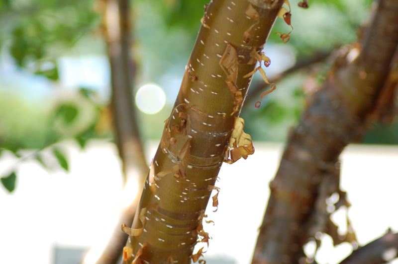 Close-up of a Peking Lilac tree trunk with peeling bark, revealing a smooth surface underneath. The bark curls around the trunk, and the background is blurred with green hues, suggesting foliage and sunlight filtering through leaves.