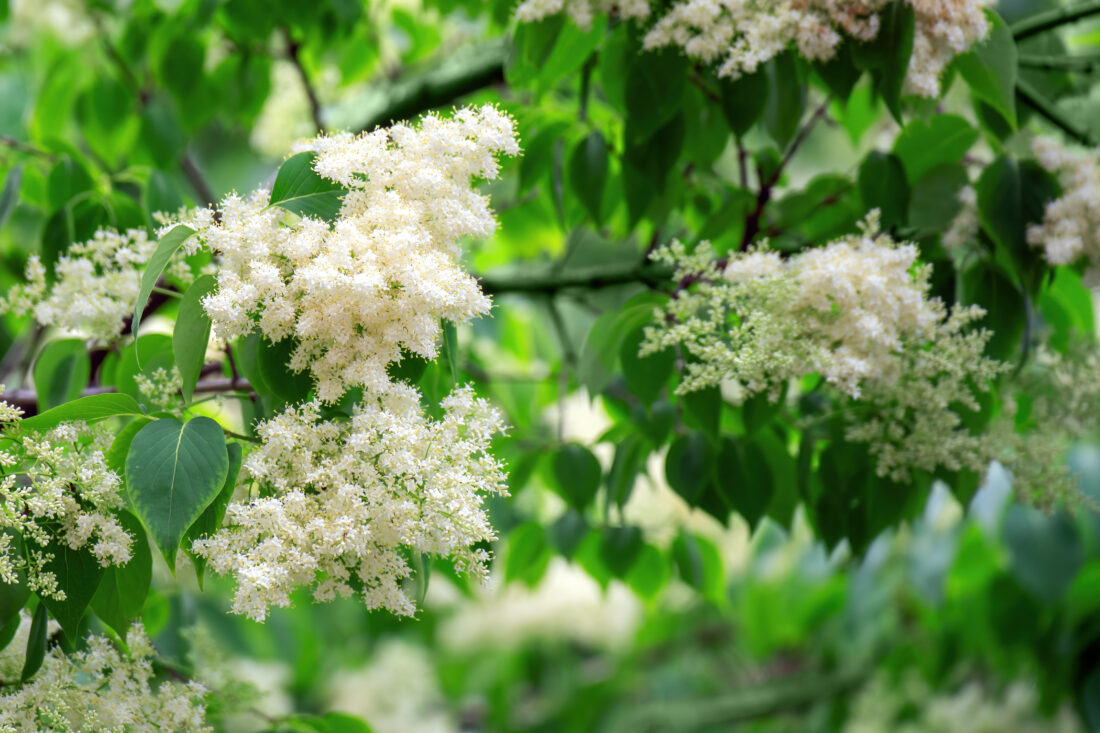 Close-up of clusters of small, delicate white Peking Lilac flowers on lush green branches, surrounded by large leaves. The dense foliage creates a soft, natural background, conveying a fresh and vibrant feeling of nature.