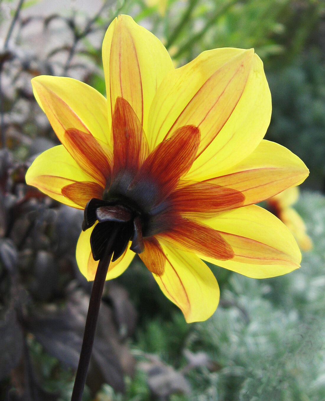 Close-up of a vibrant yellow dahlia with orange accents on its petals, viewed from behind, against a blurred green and gray background. The center of the flower is dark, adding contrast to the bright petals, creating a mystic illusion.