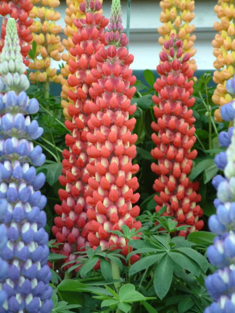 Beefeater lupine