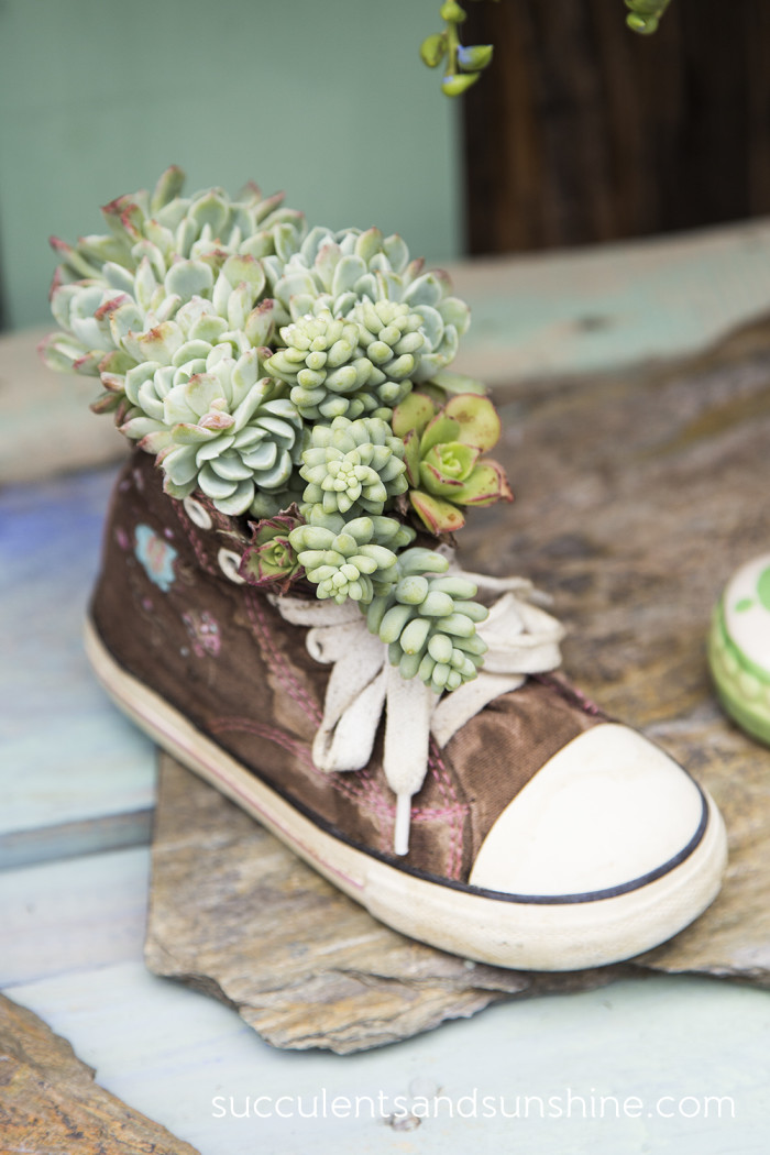 shoe filled with succulents www.pithandvigor.com