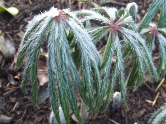 Syneilesis aconitifolia emerging