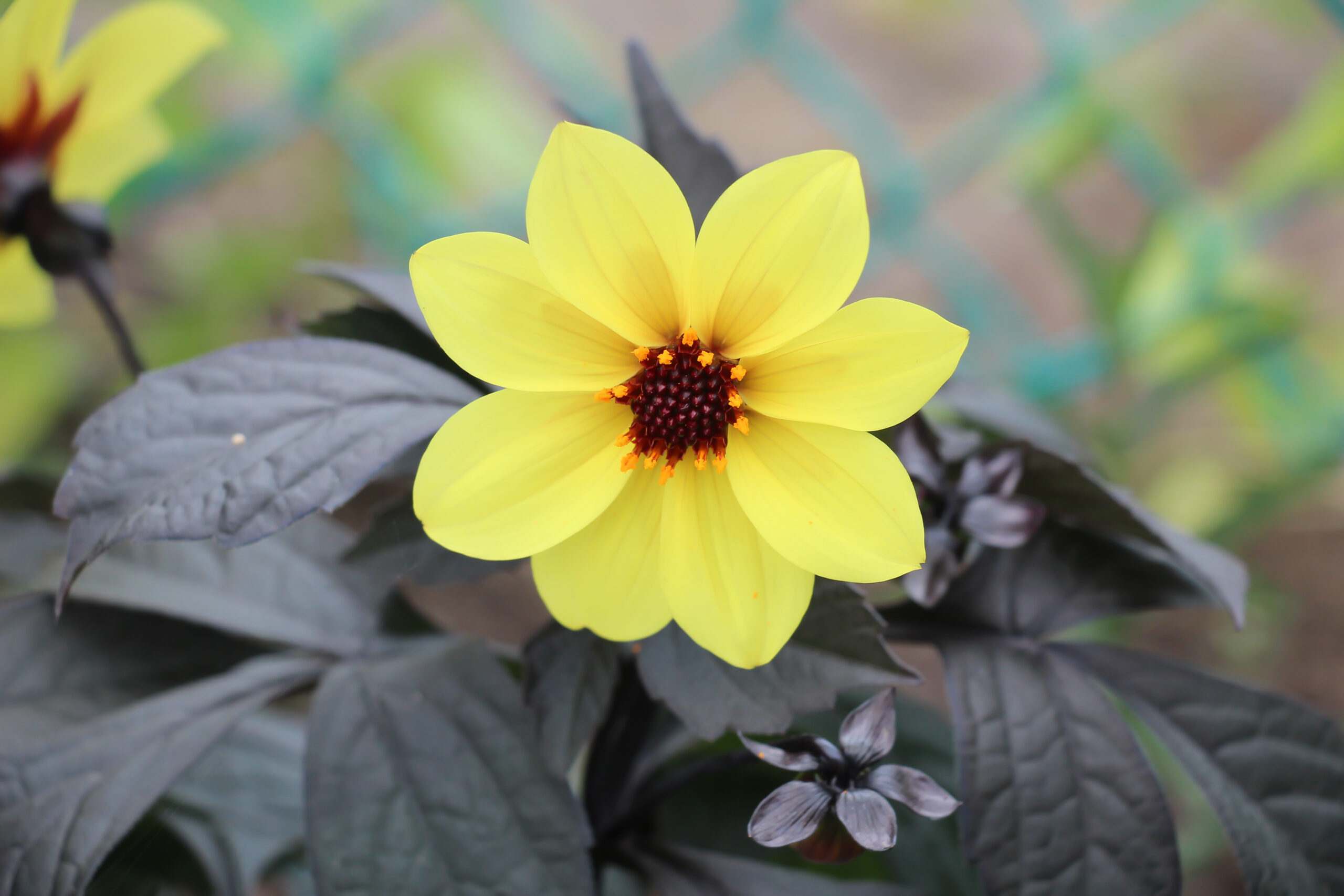 A vibrant yellow Dahlia 'Mystic Illusion' blooms with a dark red center, surrounded by shadowy foliage. The background features a soft-focus lattice pattern with hints of green.