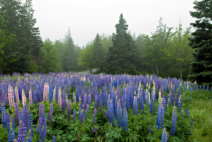 A field of lupine flowers in a forest.