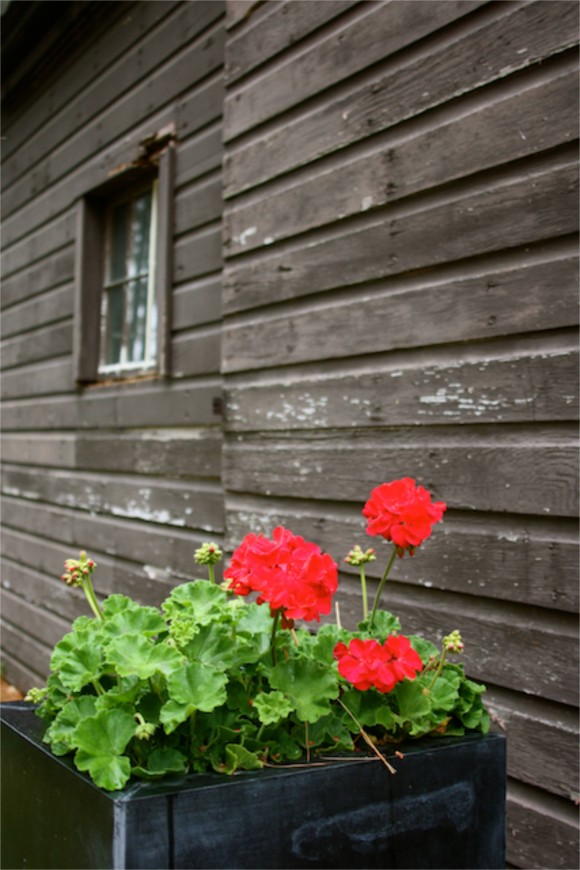 red geraniums in front of studio g barn www.pithandvigor.com