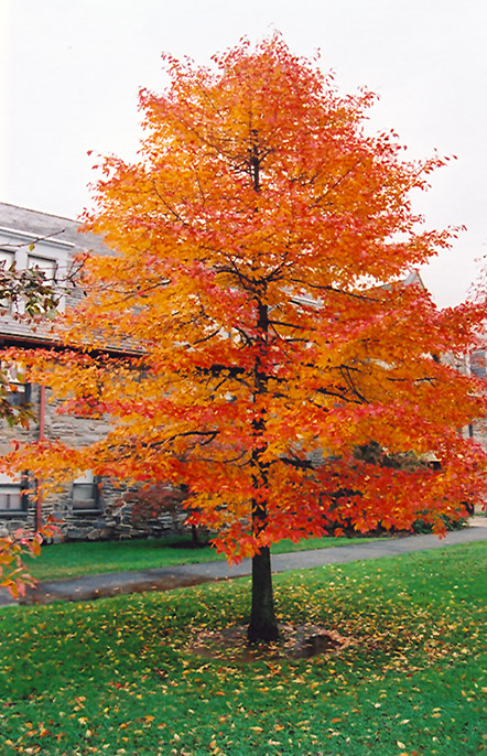 Nyssa tree fall color