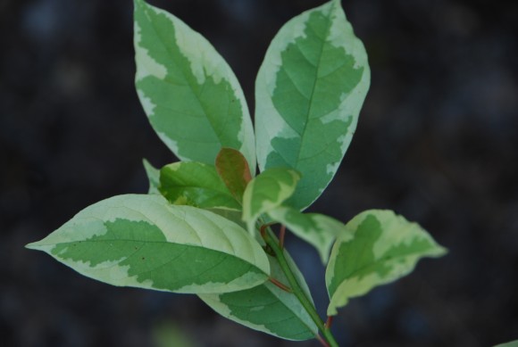 Sheri's Cloud nyssa sylvatica - variegated tupelo tree