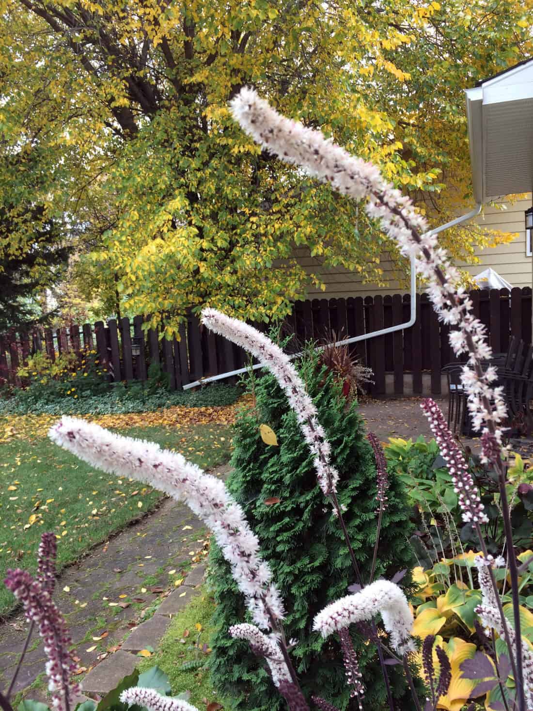 Tall Actaea plants with white flowers stand in the foreground of a backyard garden. Behind them, a wooden fence, lush greenery, and a large tree with yellowing leaves create an autumnal scene reminiscent of summer in New England. A pathway leads to a partially visible house.