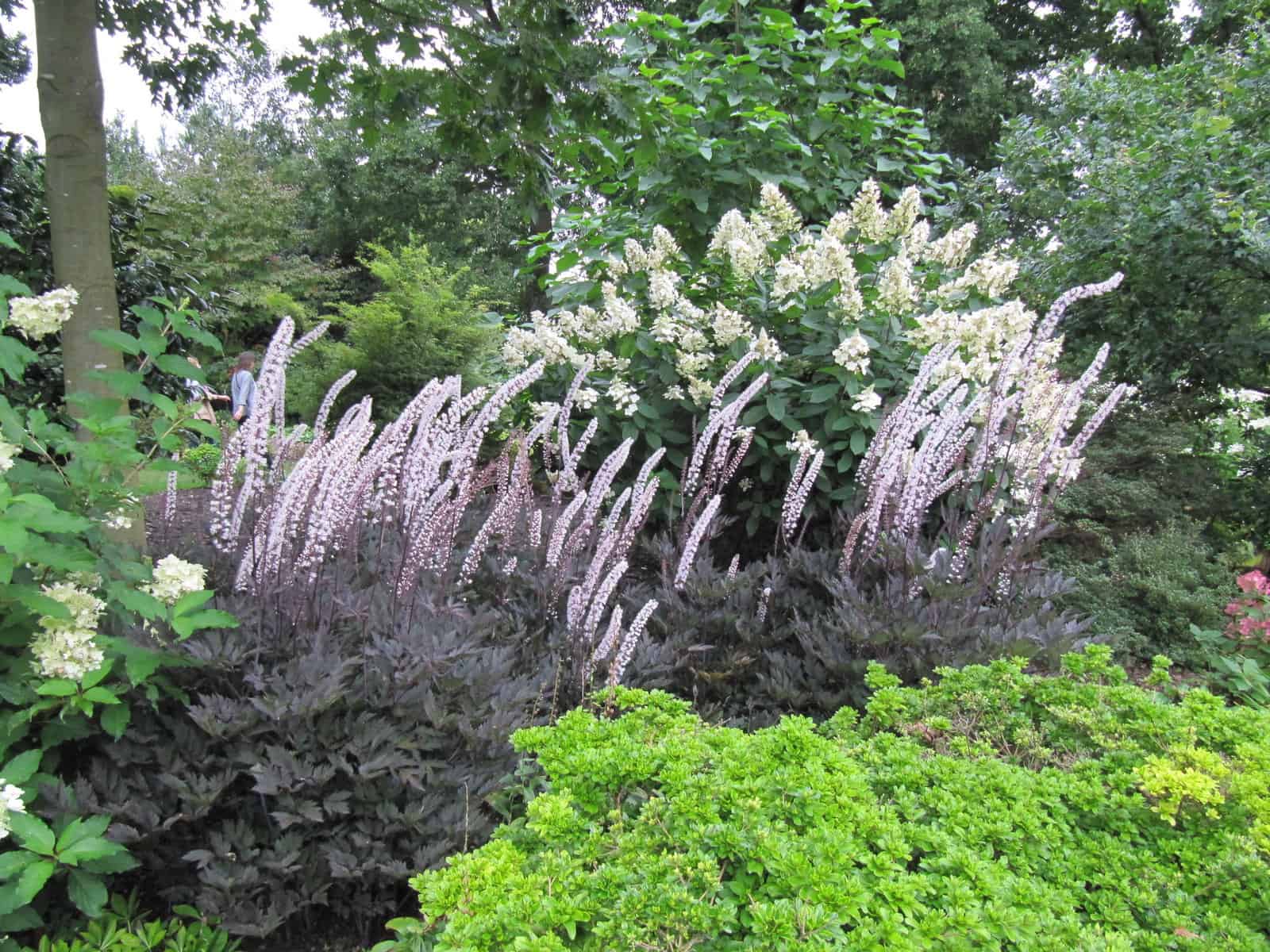 A lush garden scene with tall, slender white Actaea flowers surrounded by vibrant green foliage. The background features dense green trees, adding depth and a natural setting to this Summer in New England garden's colorful display.