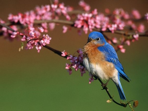 A bluebird is perched on a branch with pink flowers.