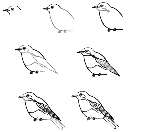 learn to draw bluebirds via www.pithandvigor.com