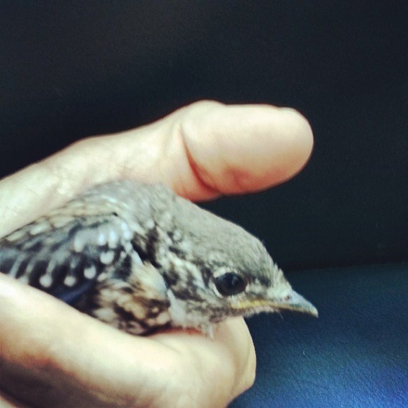 fledgling bluebird by rochelle greayer on instagram www.pithandvigor.com
