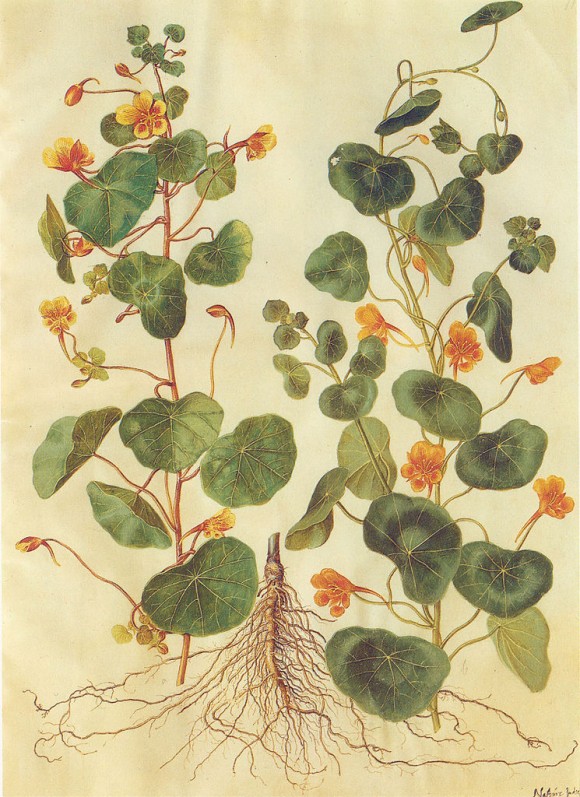 tropaeolum majus gouache paintings from Gottorf Castle circa 1660 - via www.pithandvigor.com