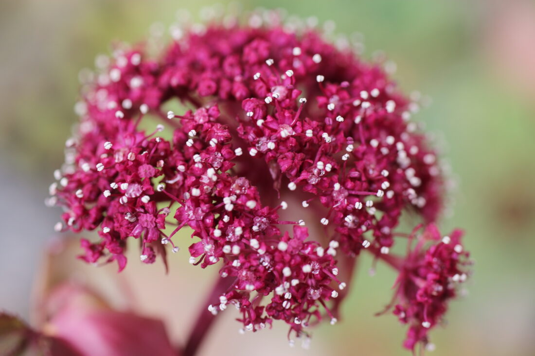 Close-up of a vibrant pink Angelica gigas flower cluster, featuring numerous tiny blooms with white tips, set against a soft-focus background of green and brown hues, offering a delicate experiment in nature’s palette.