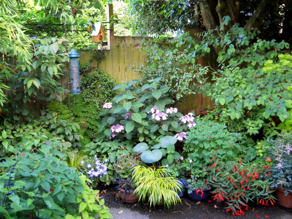 lush, green, leafy, vibrant, yard, landscaping, plants, patio, small yard