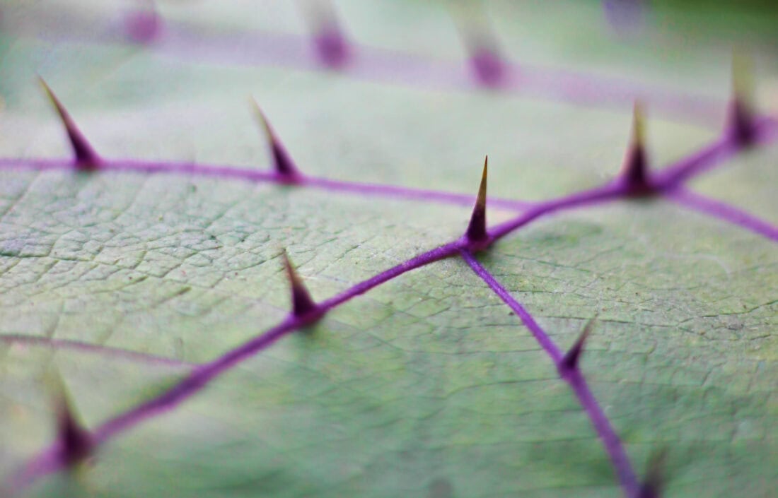 Close-up of a green leaf from the Bed of Nails Plant, showcasing prominent purple veins and sharp thorns along them. The surface texture is visible against a blurred background, emphasizing the plant's striking thorns.