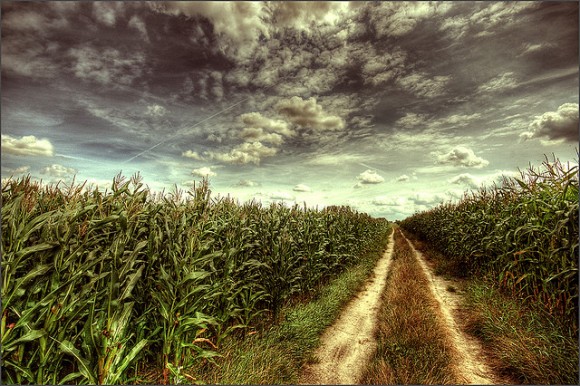 sppoky corn field