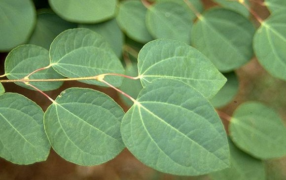 Cercidiphyllum leaf