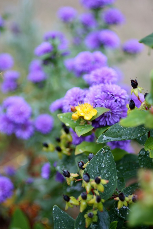 Fall planting ideas from www.pithandvigor.com - st johns wort and purple asters