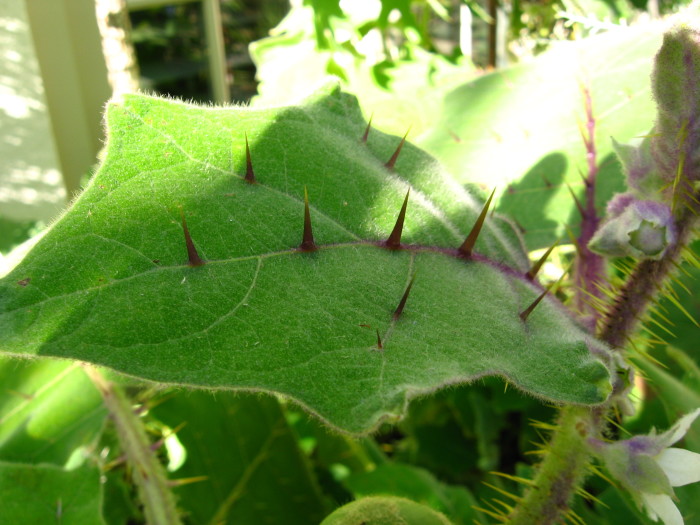 Solanum-quitoense