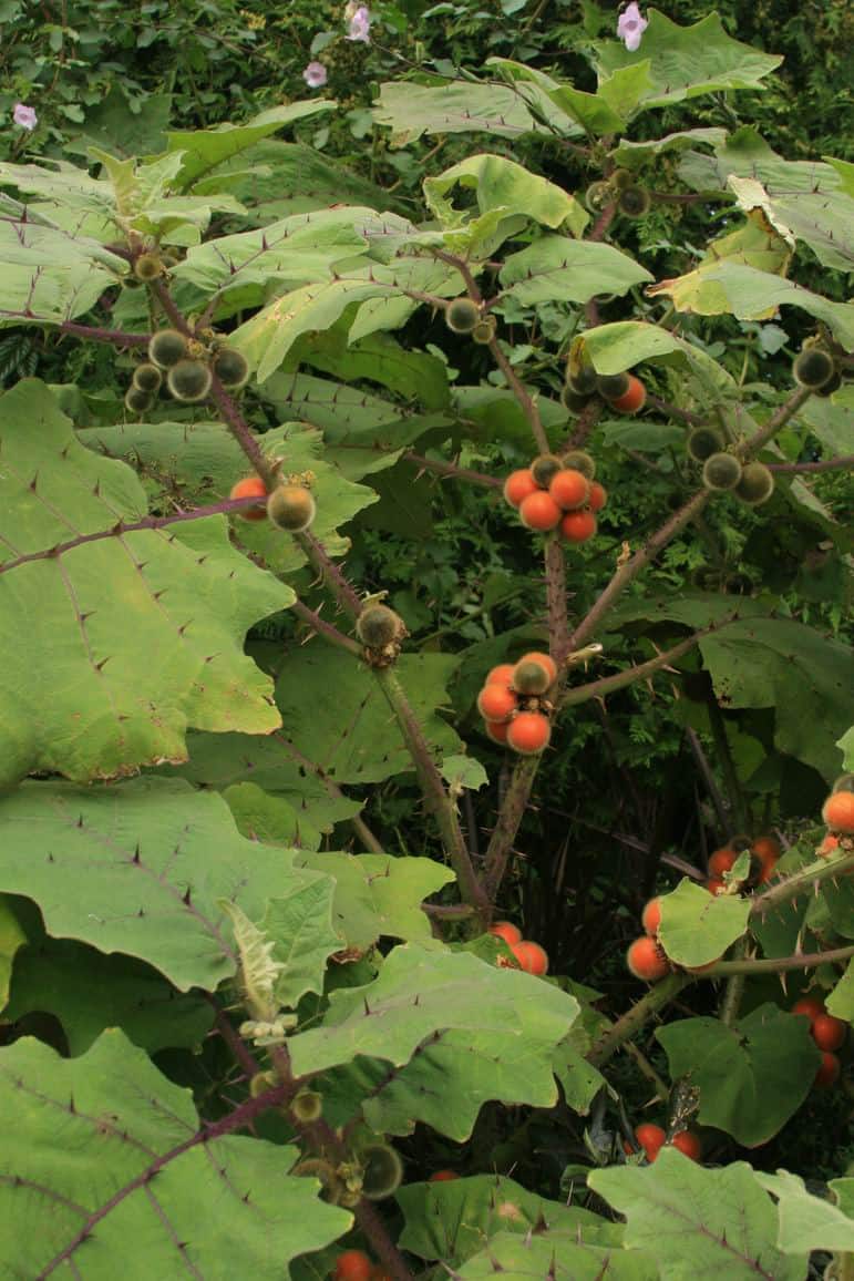 A Bed of Nails Plant with large green leaves and clusters of round, orange fruit. The stems and leaves bear small, visible spines. In the background, other foliage and purple flowers add charm, perfect for gardening enthusiasts passionate about plant care.