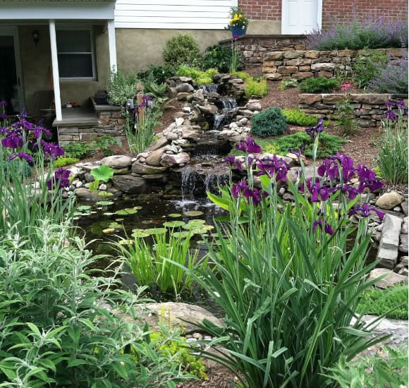 A backyard garden features a small waterfall cascading over rocks into a hillside pond surrounded by lush greenery and vibrant purple irises. The scene includes various plants, shrubs, and a stone wall under a porch in the background.