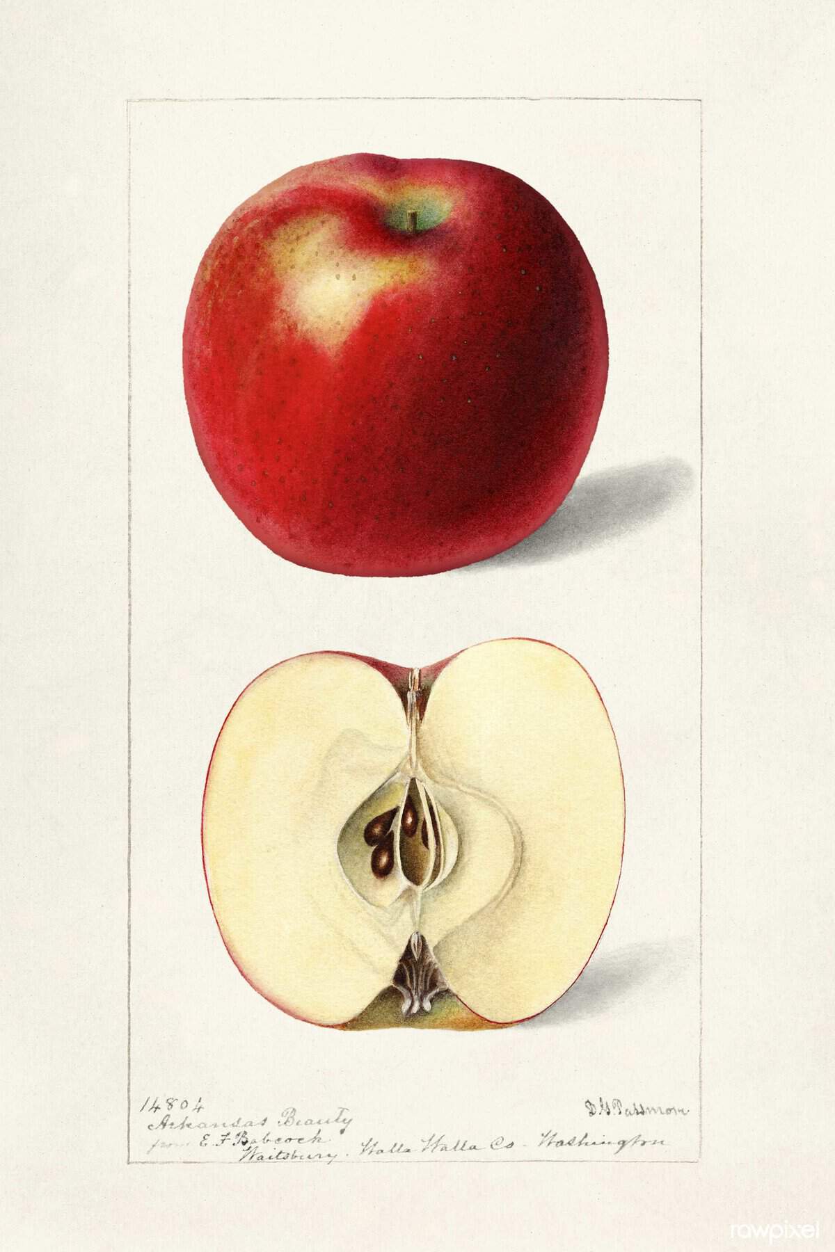 A detailed botanical illustration starring a Bismarck's Beauty apple, showcased whole and in cross-section. The vibrant red apple, round and inviting, reveals seeds at its core. This artwork, akin to an apples-themed TEDxDirigo presentation, includes insightful textual annotations.